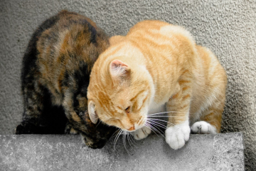 A pair of lovers