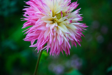 Yeomiji Botanical Garden