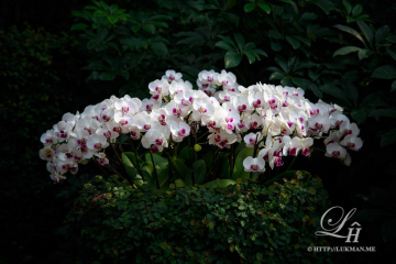 Yeomiji Botanical Garden