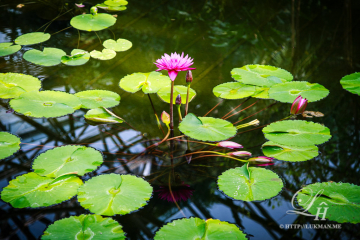 Yeomiji Botanical Garden