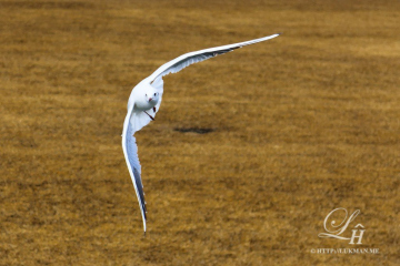 Flying low