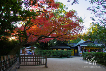 Three color leaves