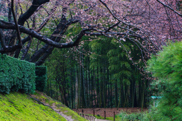 Before the end of Sakura season