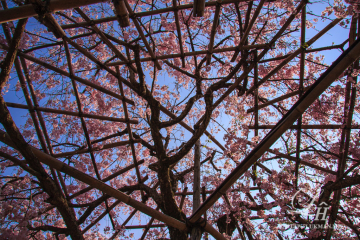 Sakura on the sky