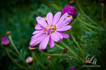 After the rain